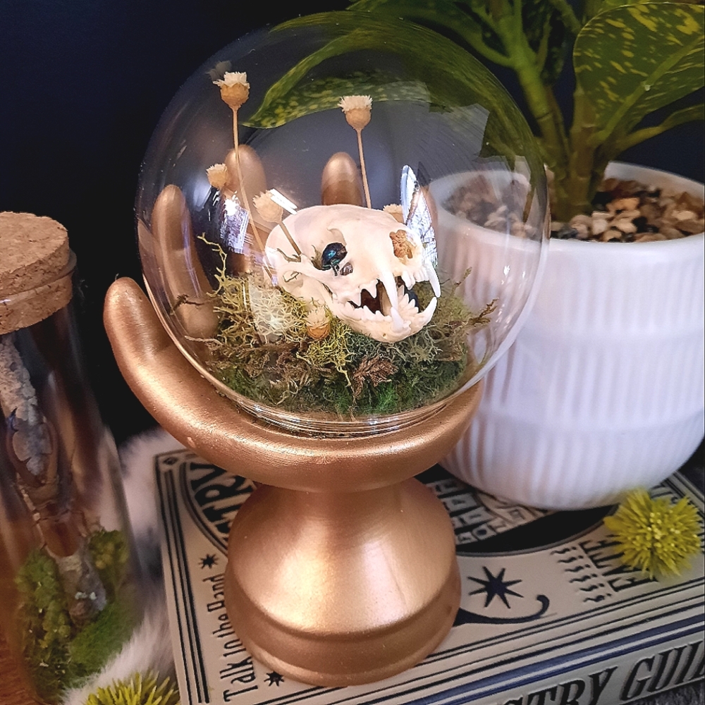 Real Mink Skull with Beetles in a Gold Hand Glass Cloche